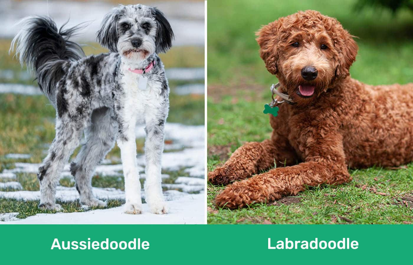 Aussiedoodle vs Labradoodle side by side