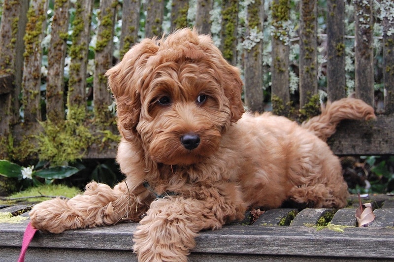 Australian labradoodle sitting on the bench