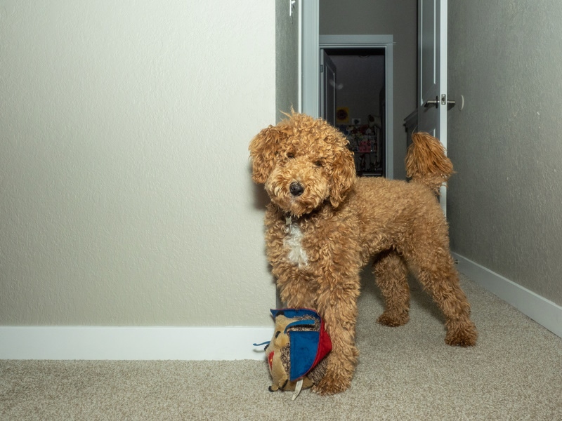 Australian labradoodle with a toy