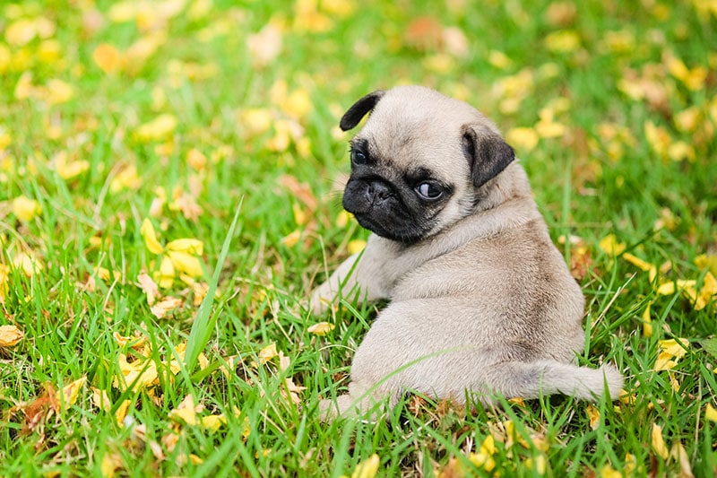 Perro pug bebé jugando en la hierba y flor amarilla