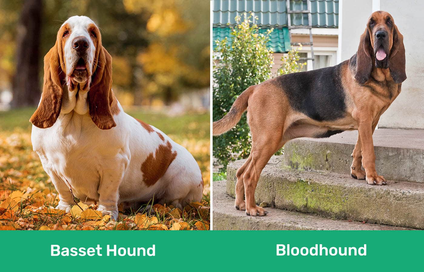Basset Hound vs Bloodhound lado a lado