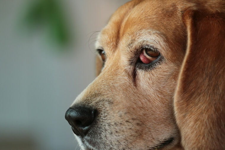 Beagle Cherry Eye