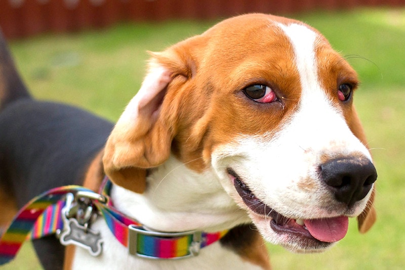 Beagle cherry eye
