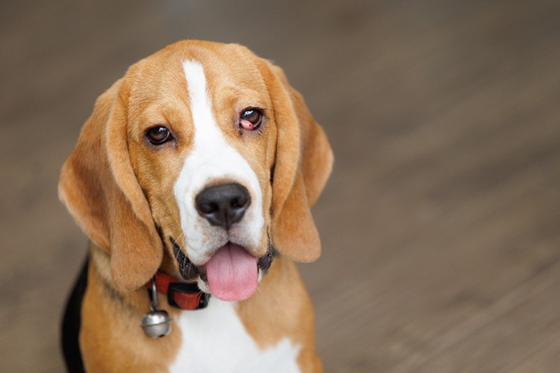 Beagle dog suffer from cherry eye disease