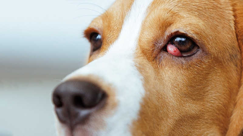 Beagle dog suffer from cherry eye disease