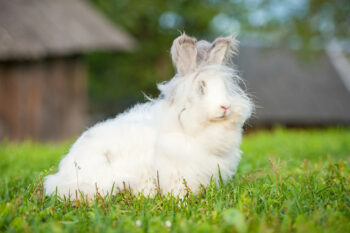Angora Rabbit: Care, Temperament, Habitat, Pictures & Traits | Pet Keen