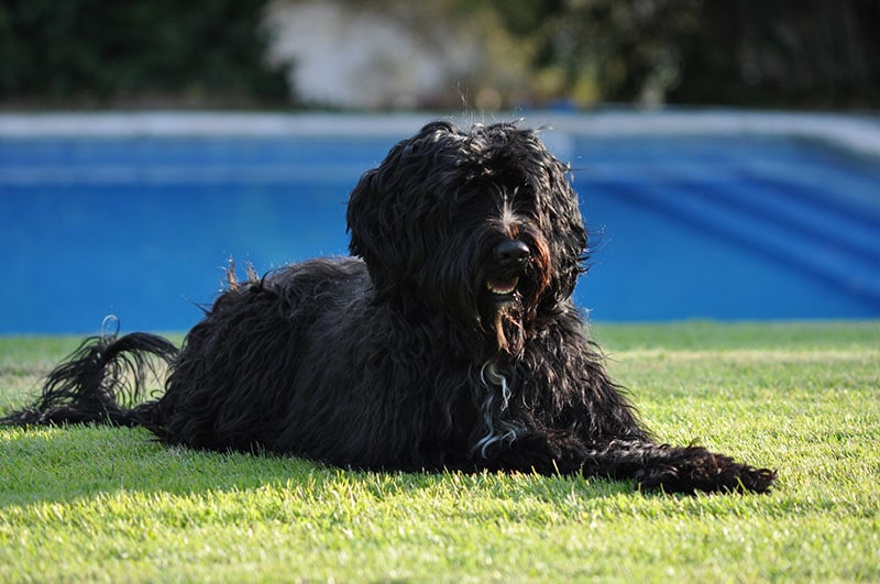 Black Portuguese Water Dog