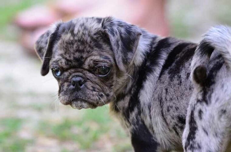 black and gray merle pug puppy and one blue