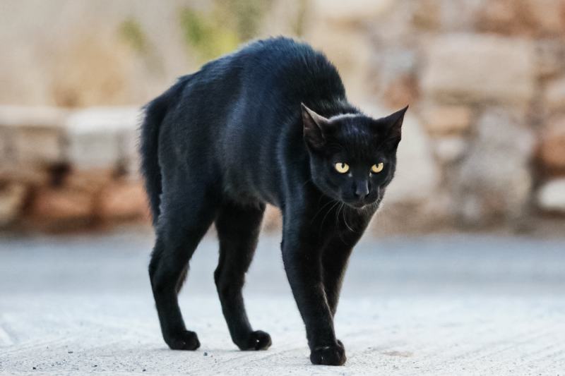 Black cat in fear and aggression