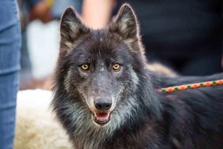 Black dog wolf breed shepherd alone at day portrait