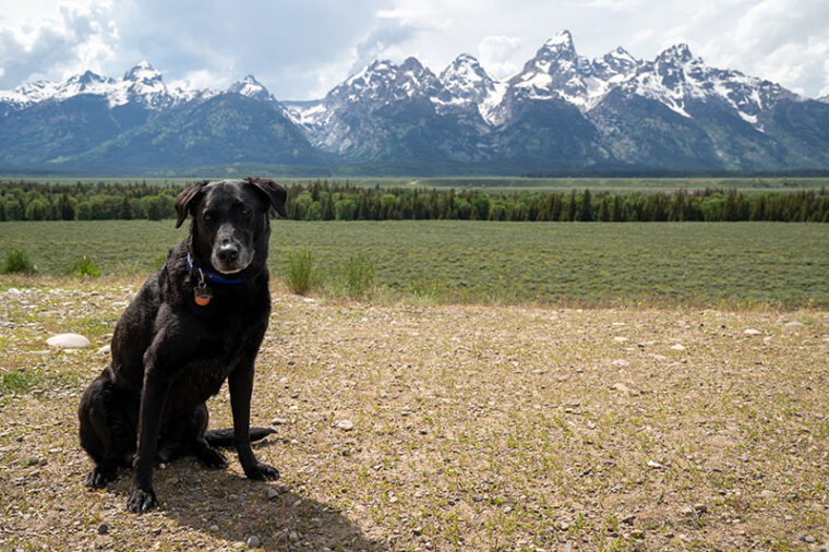 Perro labrador negro sentado en las montañas del Parque Nacional Grand Teton