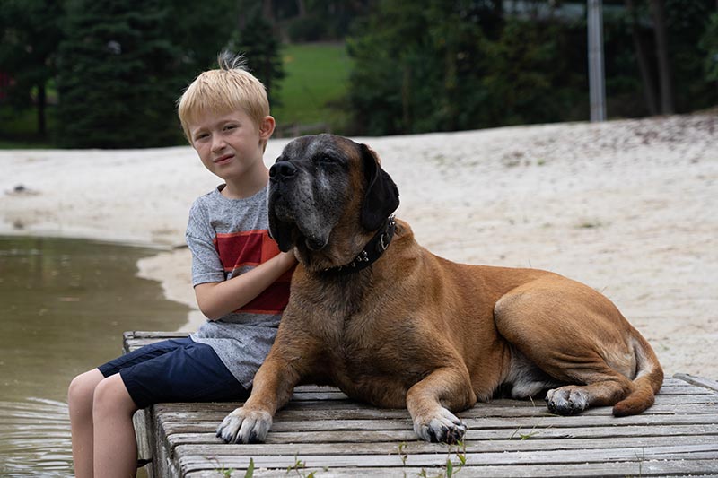 Blond boy with a large dog, English Mastiff