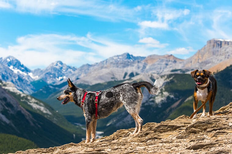 Blue Heeler and beagle boston terrier cross dogs Hiking Nihahi Ridge Kananaskis Country Alberta Canada