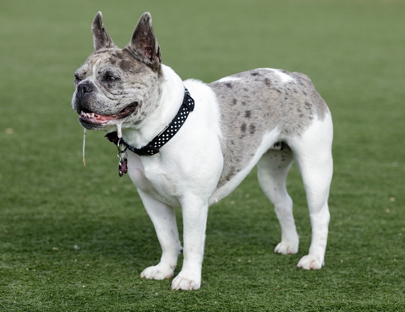 Blue Merle White Pied Female Frenchie Drooling. Off-leash dog park