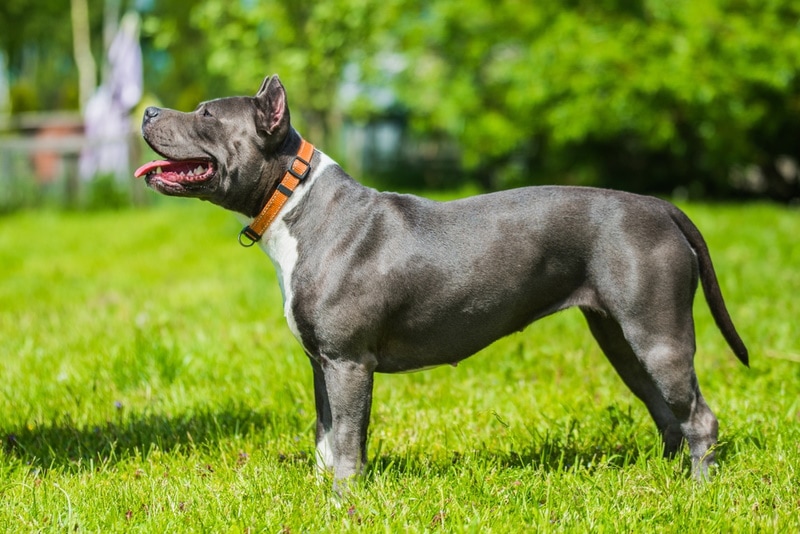 Blue brindle pitbull standing on the grass