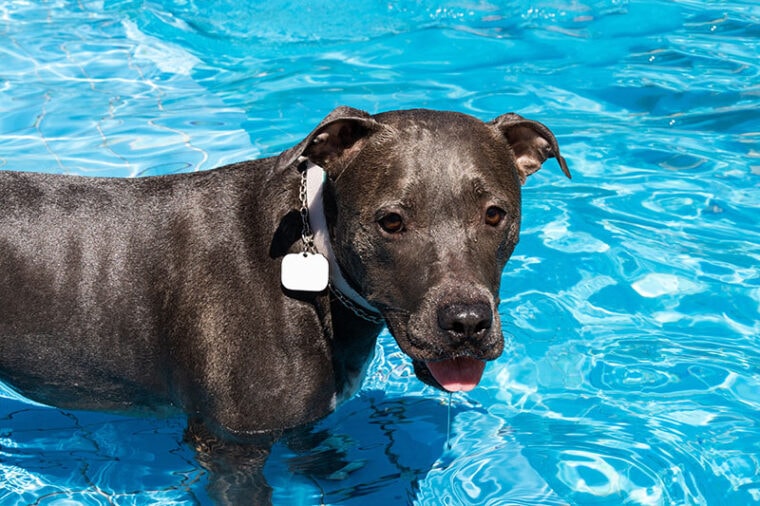 Blue nose Pit bull dog swimming in the pool