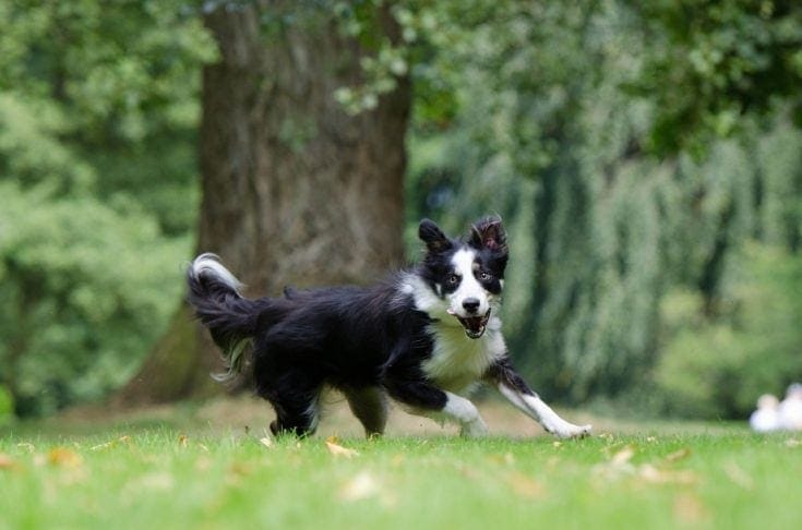 Border Collie running outdoors