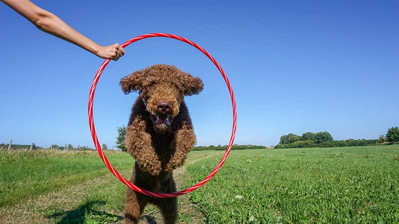 Brown Labradoodle jumps throug a tire