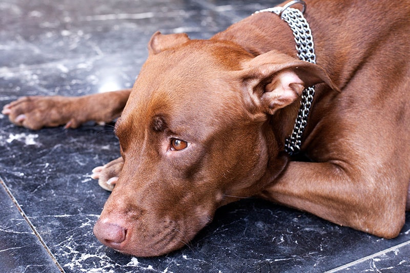 Brown Pitbull dog on the floor