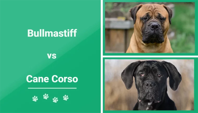 Bullmastiff vs Cane Corso - Imagen destacada