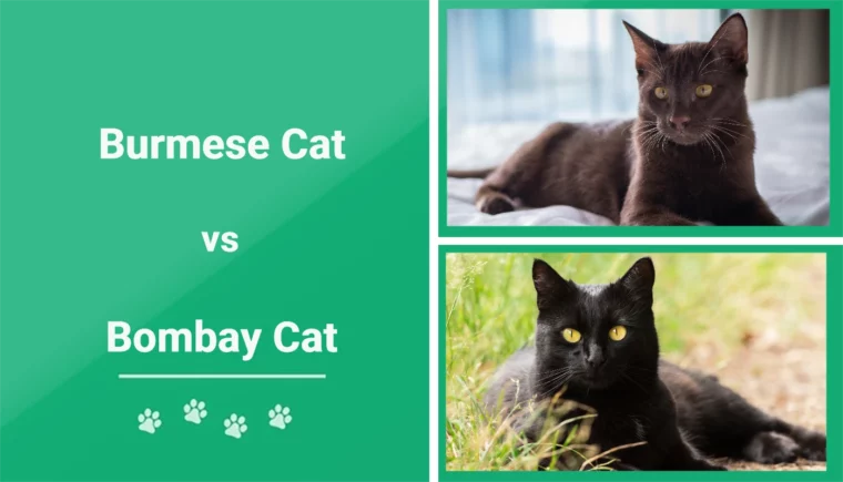 Burmese vs Bombay Cat - Featured Image
