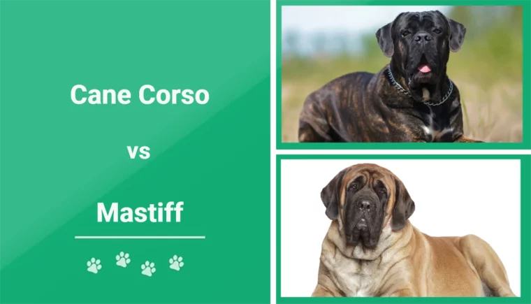 Cane Corso vs Mastiff - Featured Image