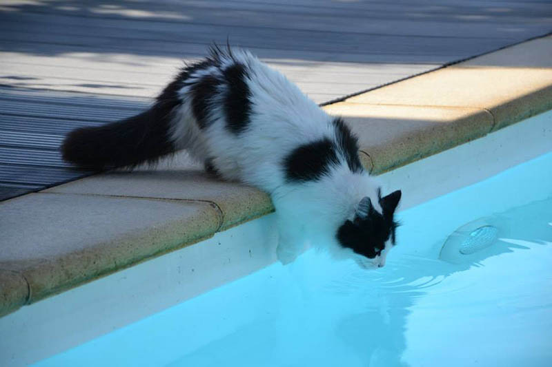 Cat drinking water from a pool