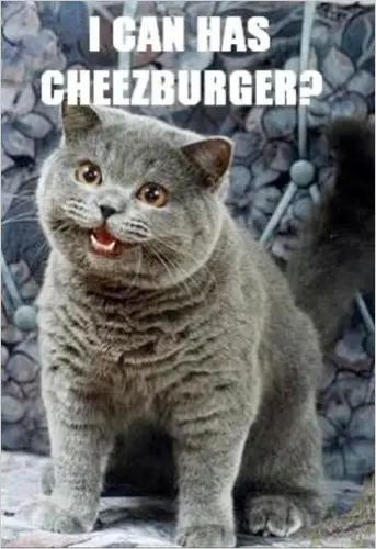 Cat from Can Has Cheezburger Meme