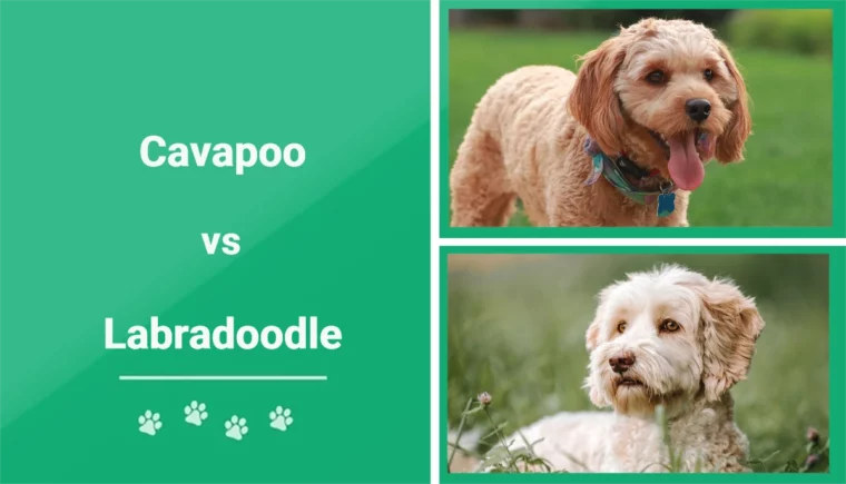 Cavapoo vs Labradoodle - Imagen destacada