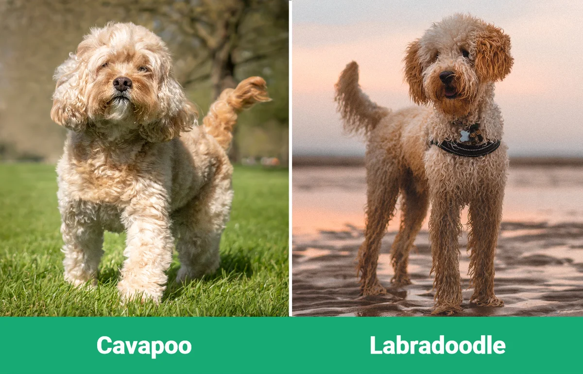 Cavapoo vs Labradoodle - Visual Differences