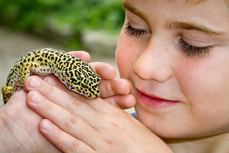 Child holding Leopard Gecko Lizard