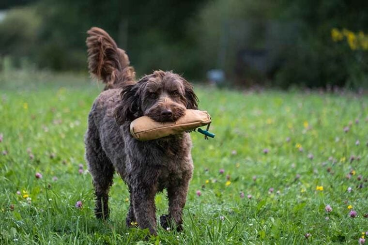 A chocolate brown Labradoodle dog retrieving a training dummy