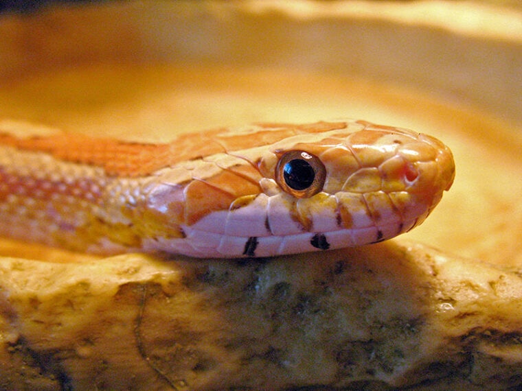 Close-up of corn snake