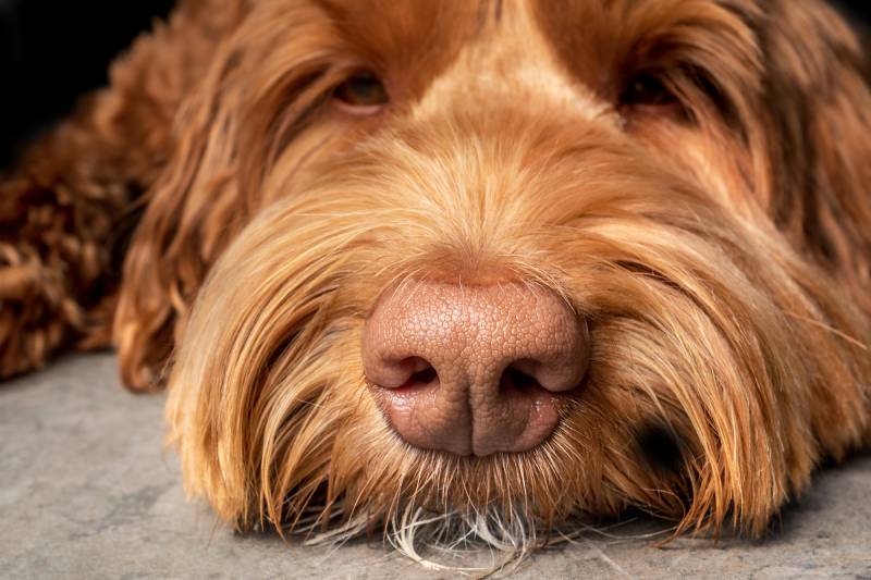 Close up of soft pink dry dog nose