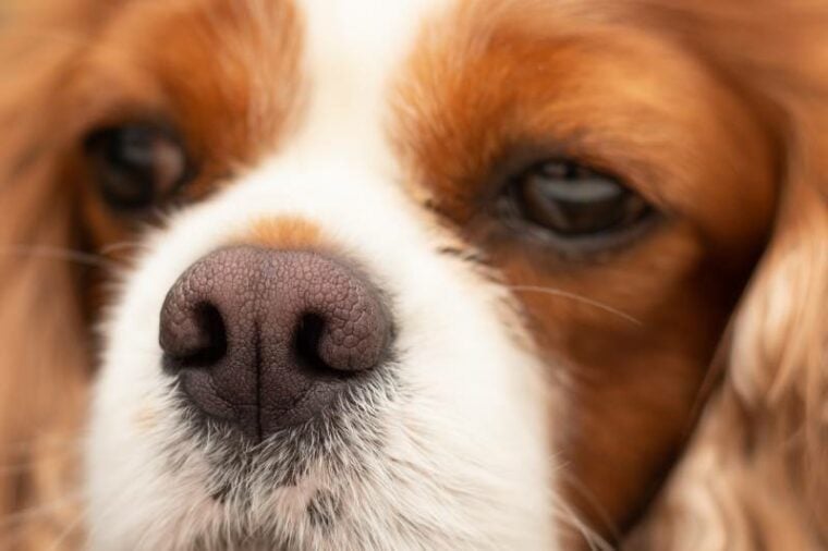 Close up of dark pink dry dog ​​nose