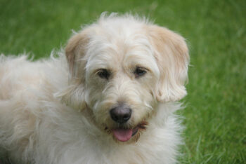 Cream Labradoodle: Facts, Origin & History (With Pictures) | Pet Keen