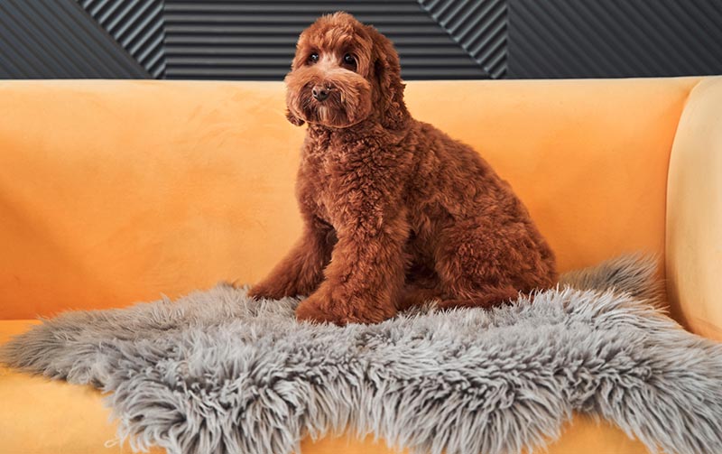 Cute apricot labradoodle dog sitting on the yellow sofa