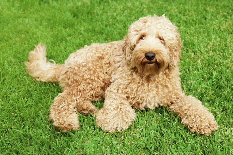 Cute golden labradoodle laying in lush grass