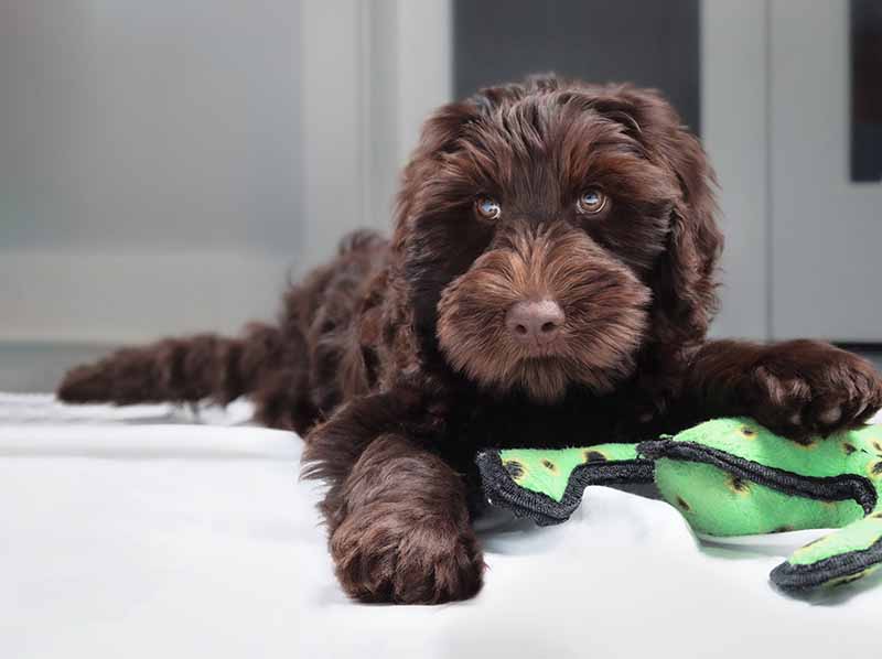 Cute labradoodle puppy lying with toy between paws