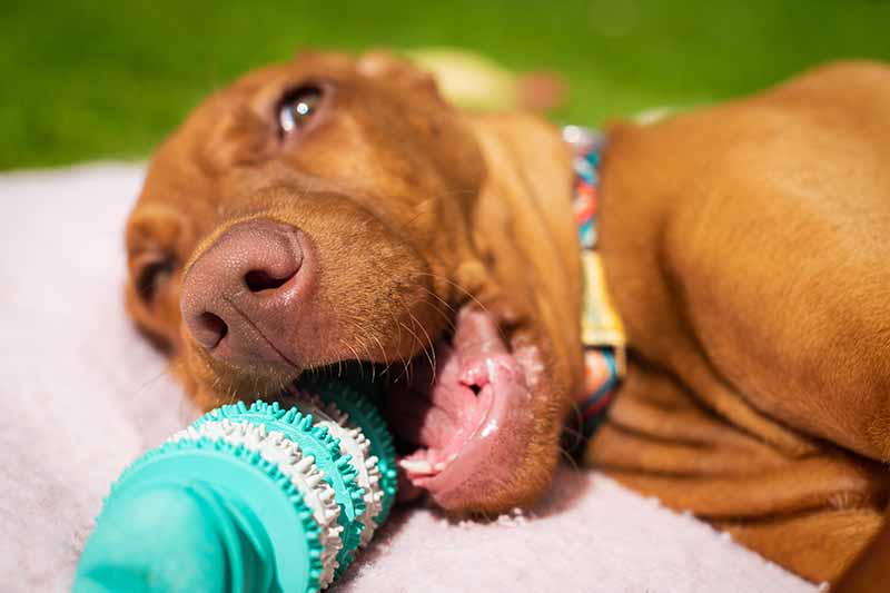 Cute vizsla puppy playing with teeth cleaning chew toy for dogs