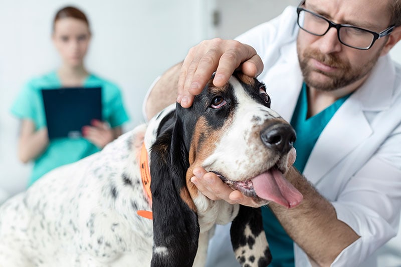 Doctor examining Basset Hound dog at veterinary clinic