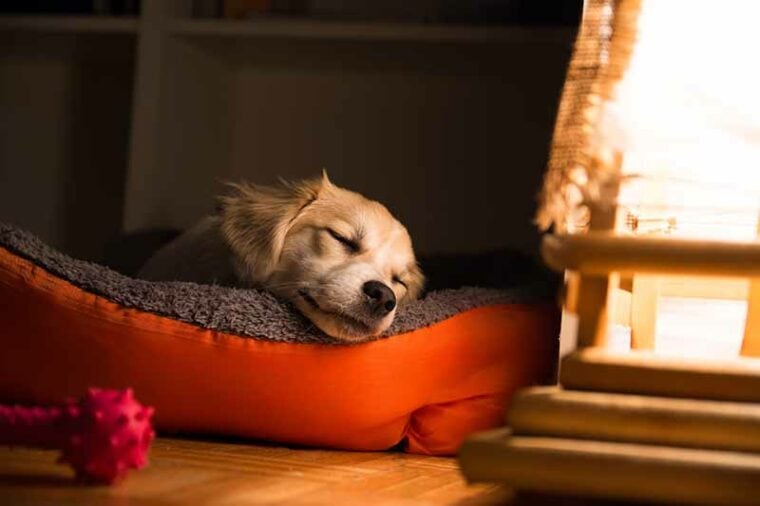 Dog sleeping in his orange bad by the night light
