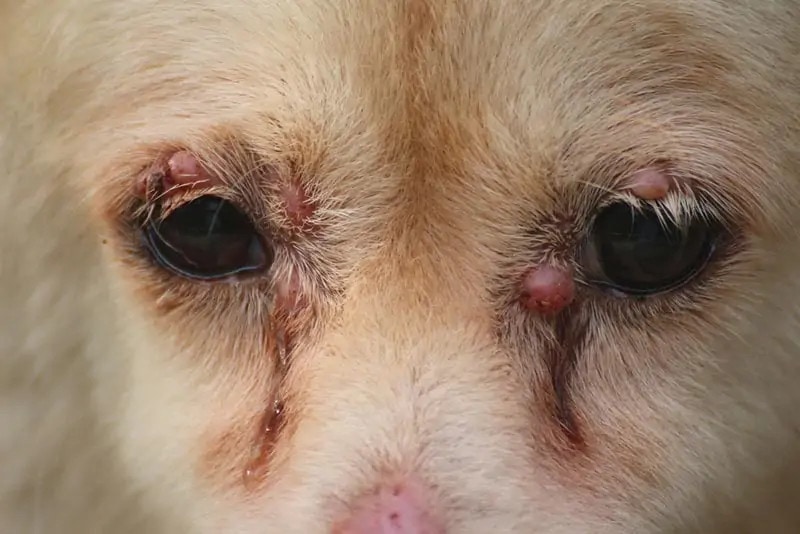 Dog with Red Lumps on Eyes
