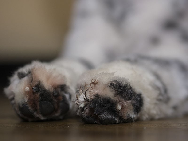 A dog whose feet are stained with saliva