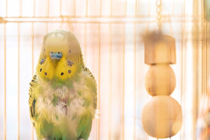 Domestic budgy parrot in cage, poultry with a health problem after moulting. A green Budgerigar with plucked breast, without feathers