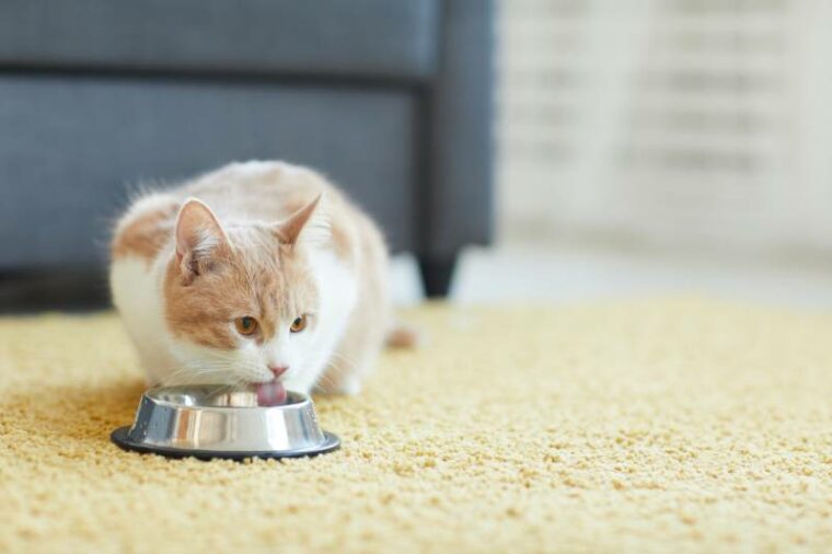 Domestic cat drinking milk from a bowl sitting on a carpet in her room at home