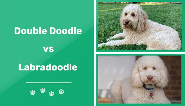 Doubledoodle vs Labradoodle