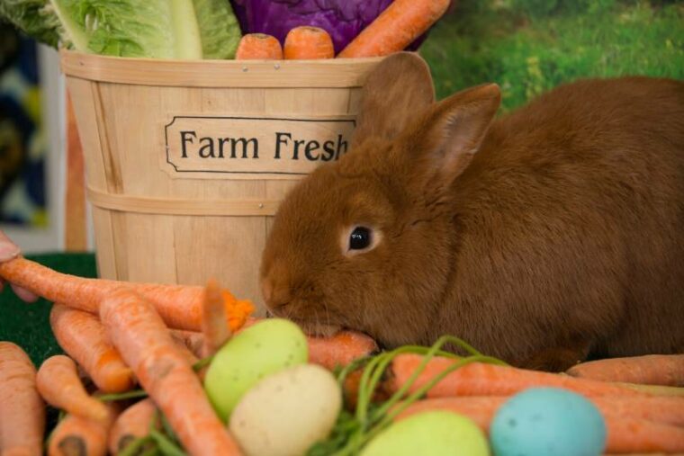 Easter bunny red Thrianta rabbit with farm fresh carrots