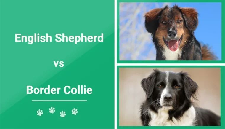English Shepherd vs Border Collie - Featured Image