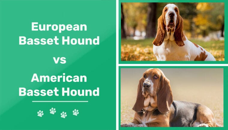 European vs American Basset Hound
